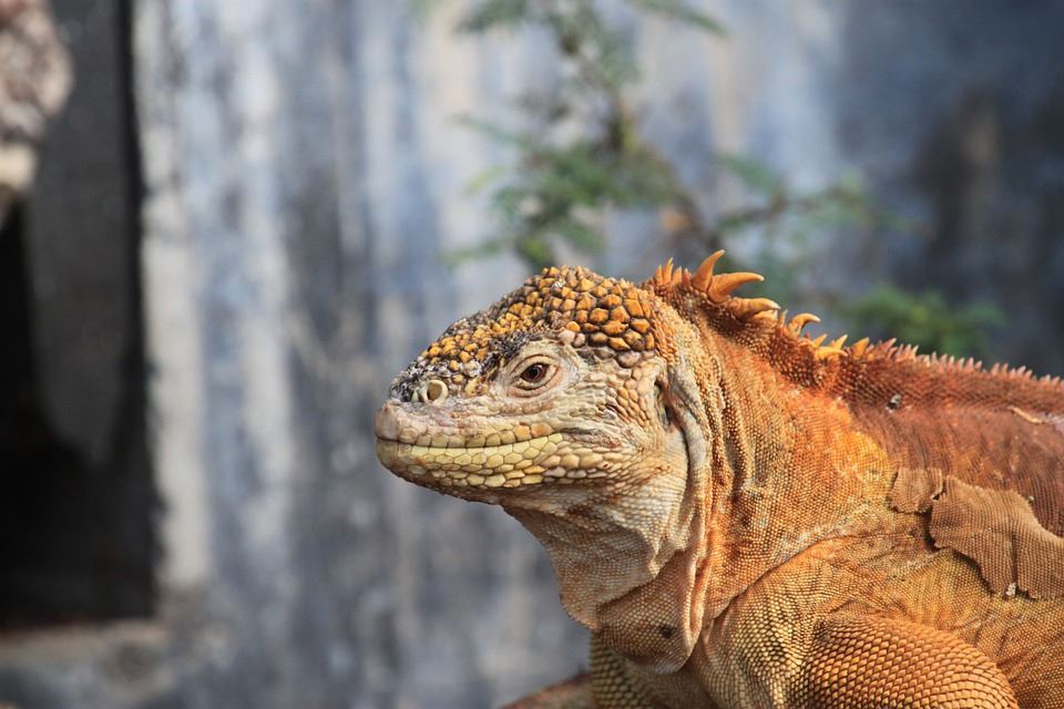 EASY GALAPAGOS: Santa Cruz Experience 2026 - soggiorno base con 2 escursioni - 4 giorni / 3 notti